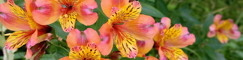 Alstroemeria, Lily of the Inca, Peruvian Lily